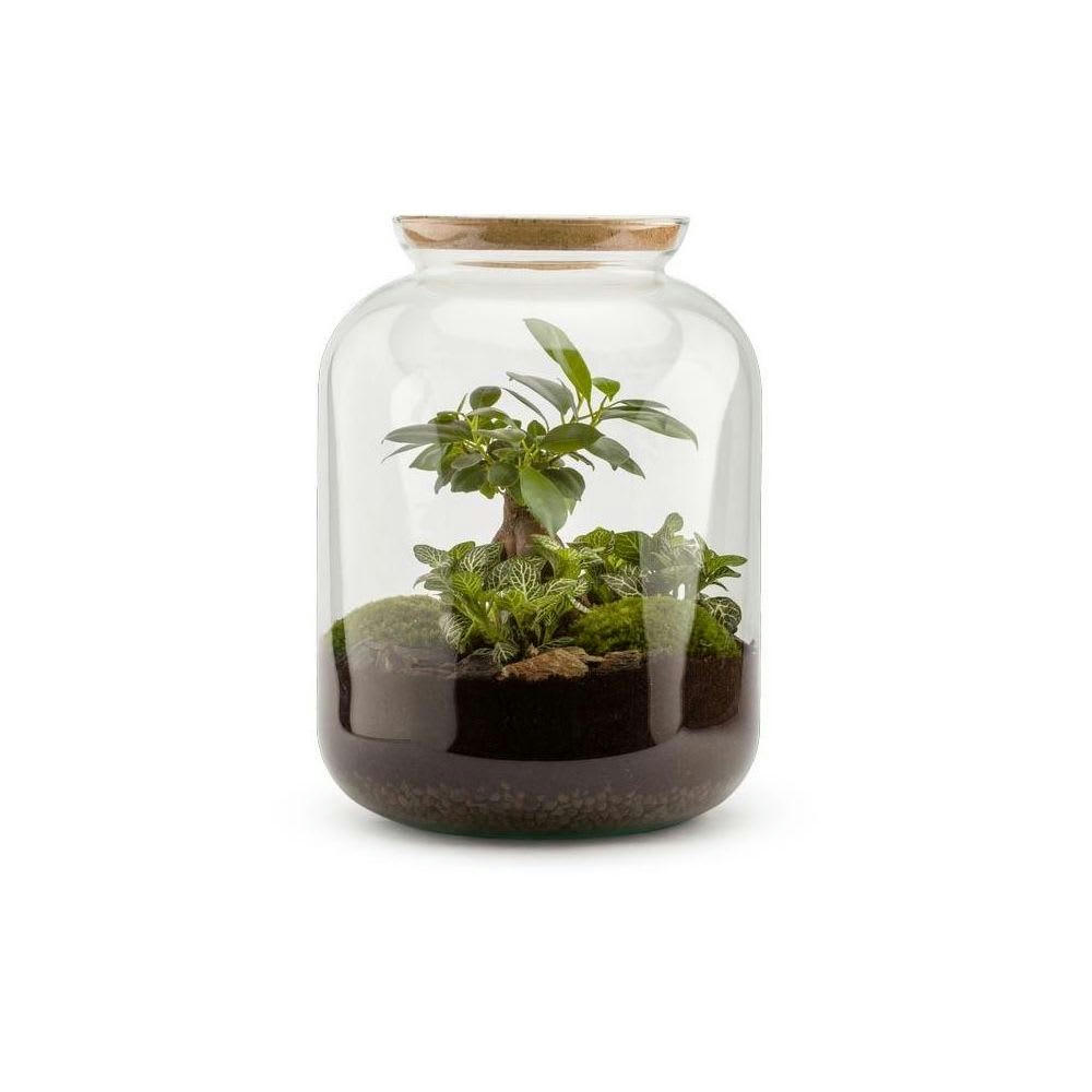 TERRA KIT - Kit terrarium plantes bonbonne s (25 x 31 cm)