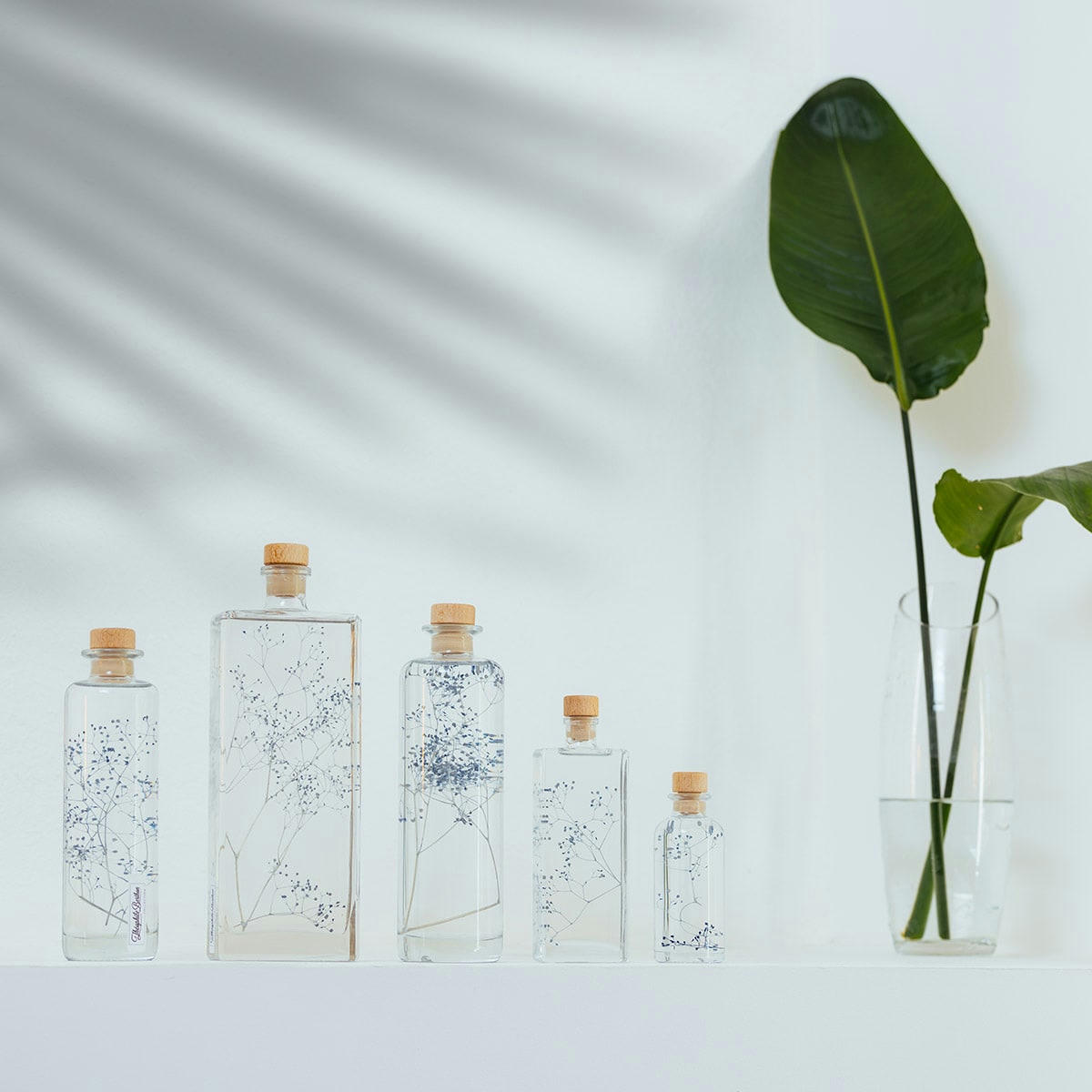 HERBARIUM DE THEOPHILE - Plante immergée Gypsophile bleue