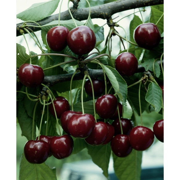 Süßkirsche, Prunus avium »Große Schwarze Knorpelkirsche«, Früchte: süß