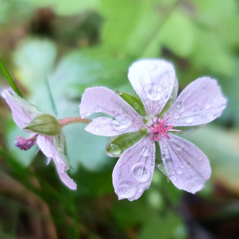 Näva, Geranium yoshinoi