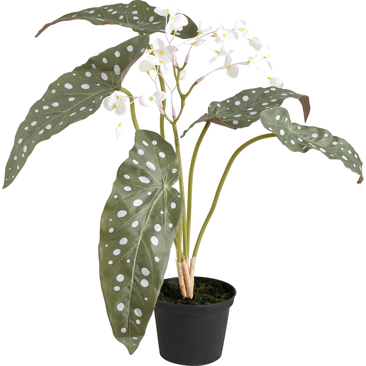 - Begonia fleuri en pot en plastique