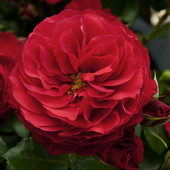 Beetrose, Rosa »Cherry Girl®«, Blüte: rot, gefüllt