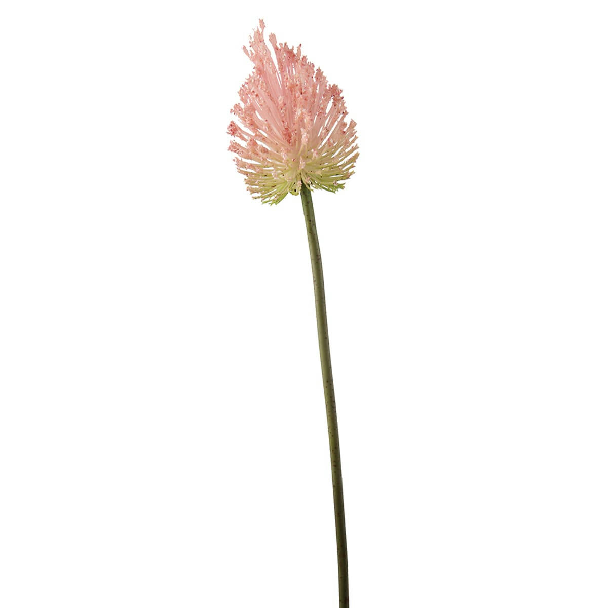 - Allium en pointe