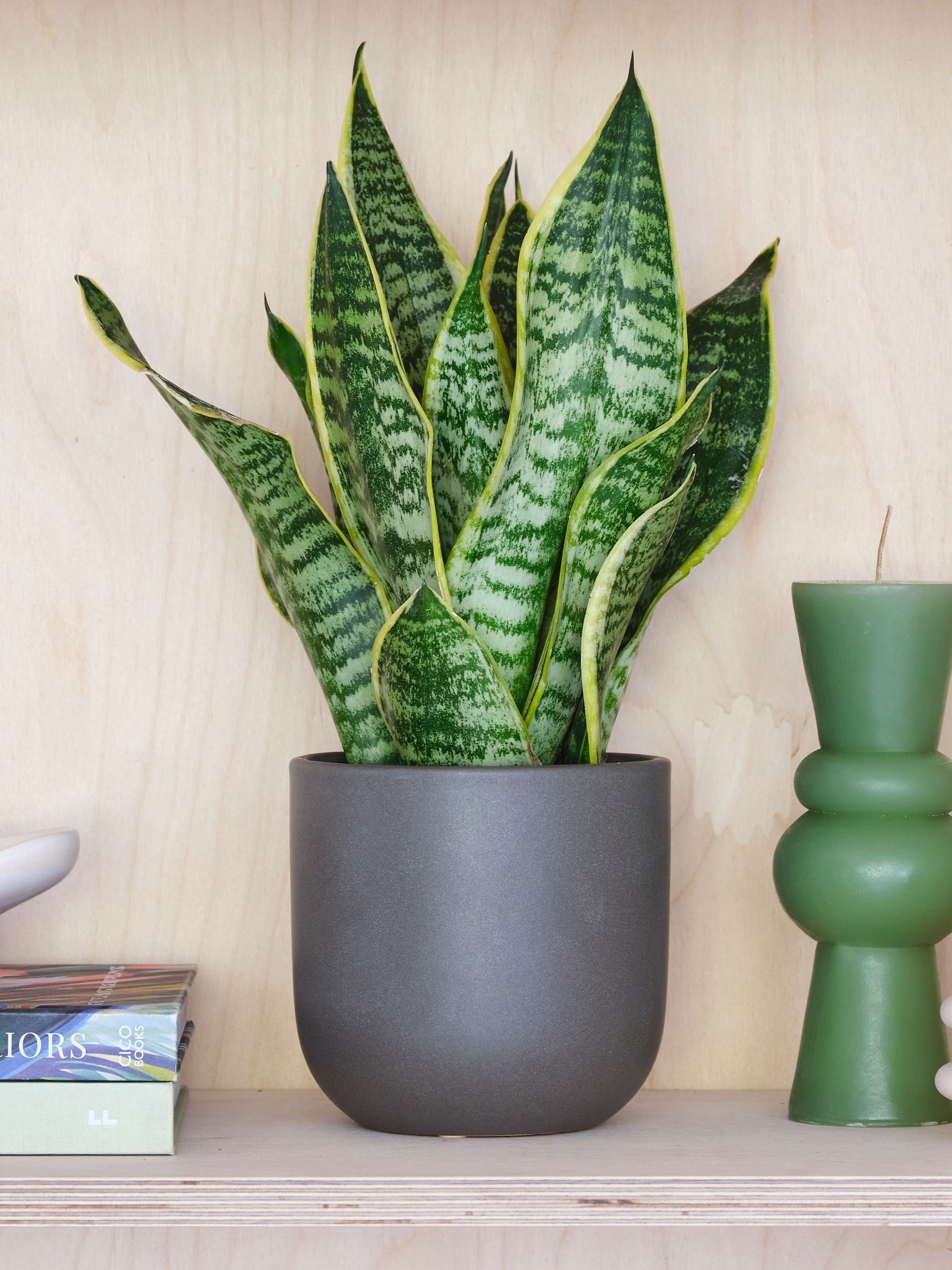 Beards & Daisies Graphite Real Snake Plant in Earthenware Pot Set