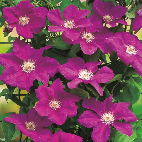 Waldrebe, Clematis »Ernest Markham«, rot, winterhart