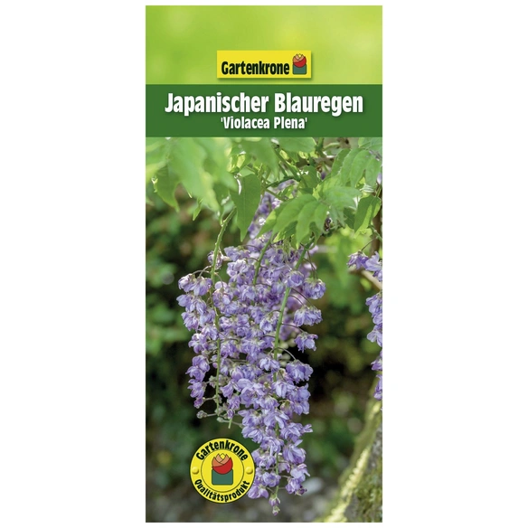 Japanischer Blauregen, Wisteria floribunda »Viola Plena«, Blüte: violett