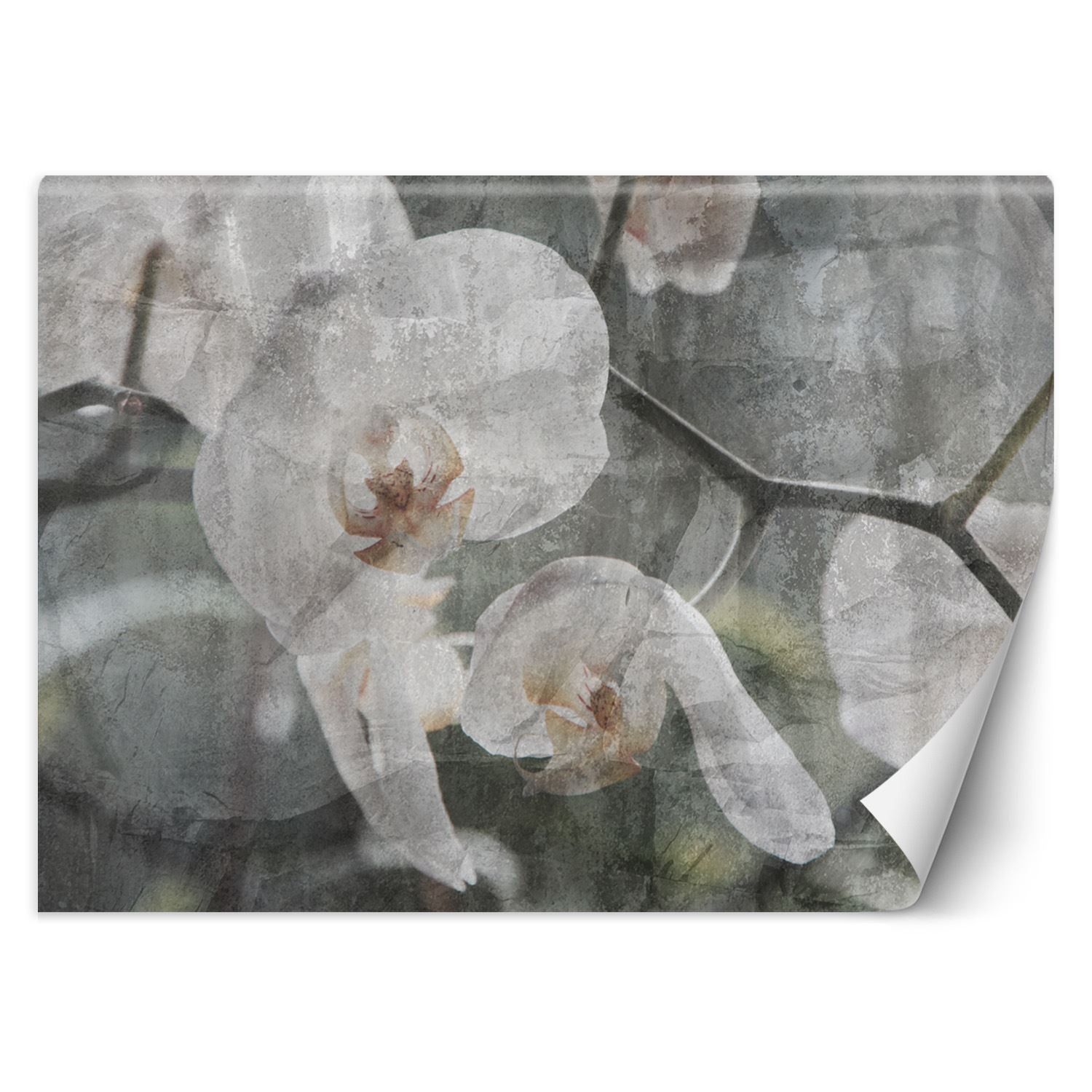 Feeby Fototapeta, Orchidea vintage 150x105