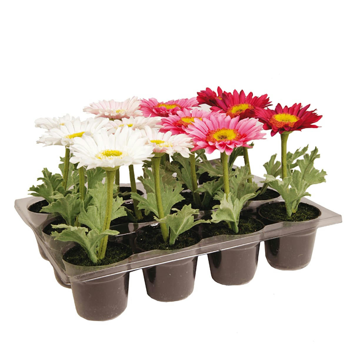 - Set de 12 gerberas