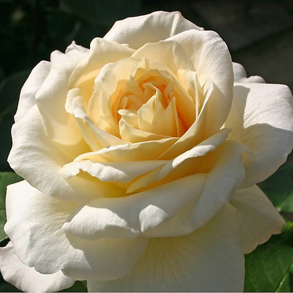 2 x Kordes Eleganza rosier - Rosa 'La Perla'