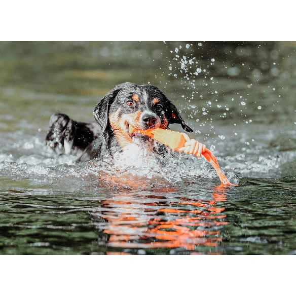 Hundespielzeug, mehrfarbig