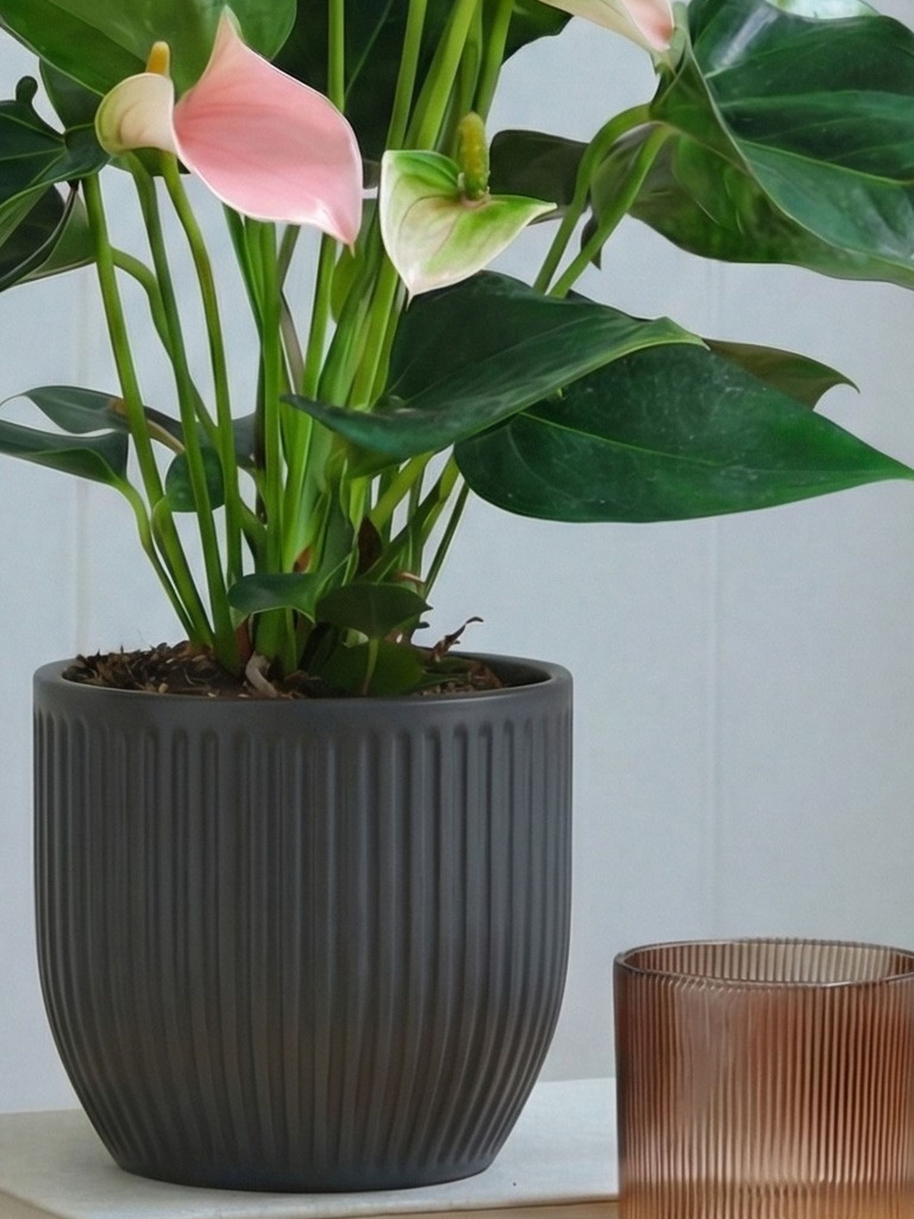 Beards & Daisies Grey Real Peach Anthurium Plant in Ribbed Pot