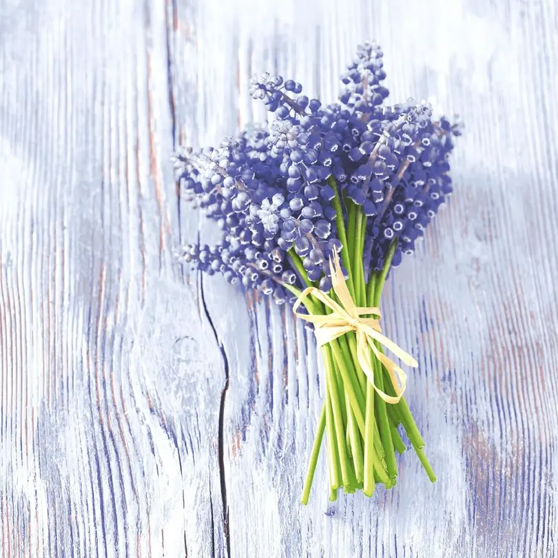 Serviette 20er-Set Muscari bundle