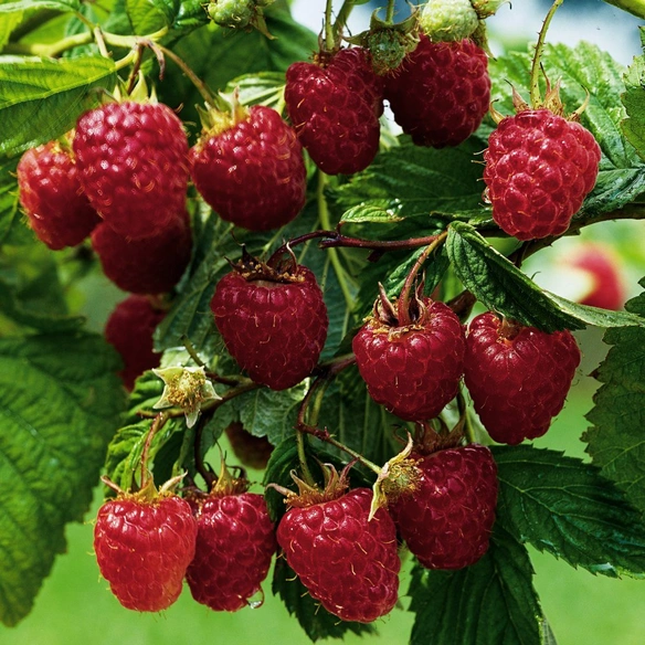 Himbeere, Rubus idaeus »Malling Promise«, Frucht: rot, zum Verzehr geeignet