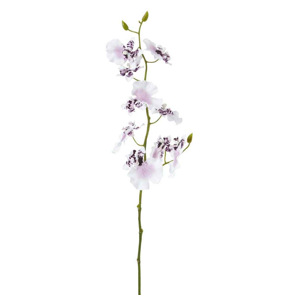 - Orchidée oncidium H58