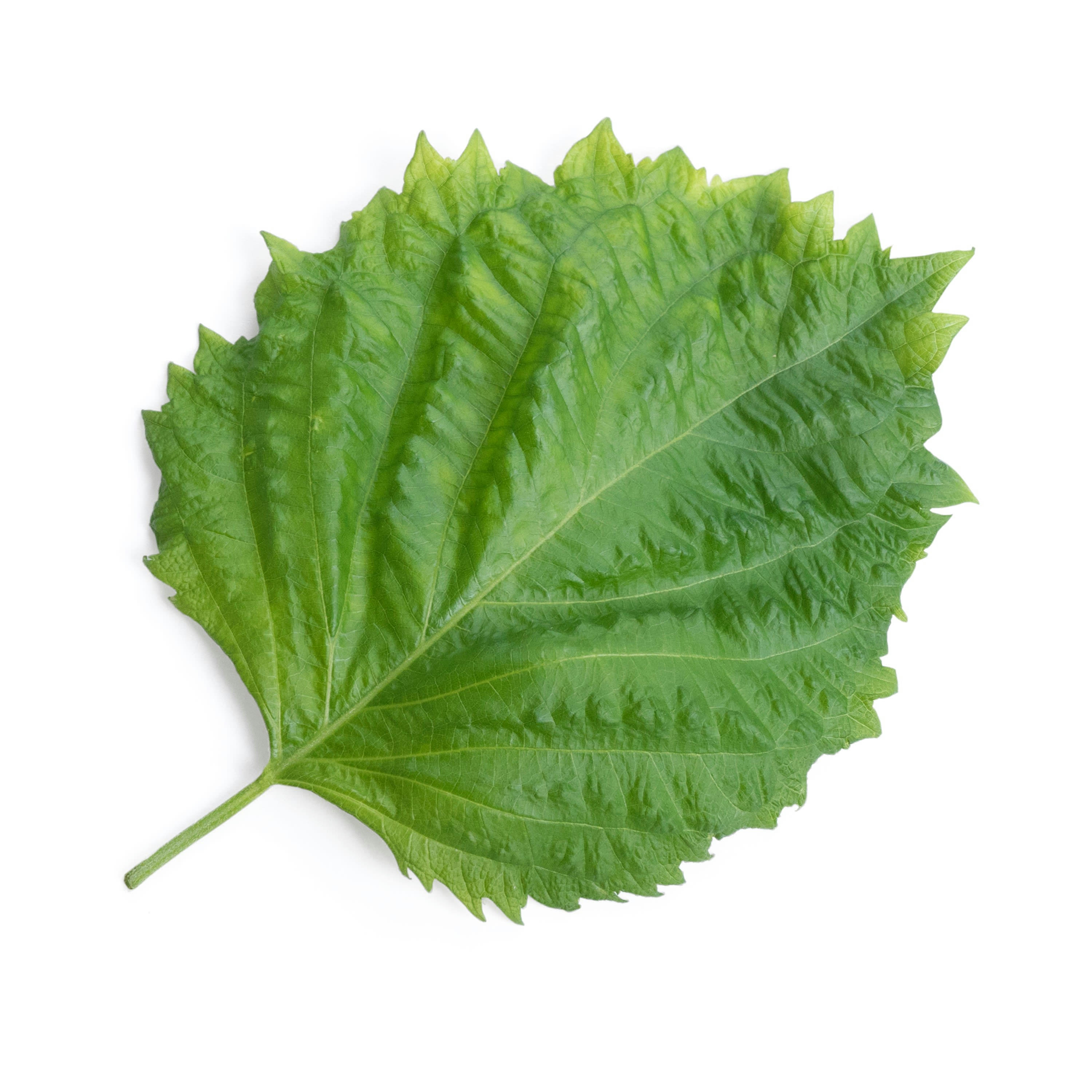 - Lingot Shiso vert BIO - Recharge prête à l'emploi