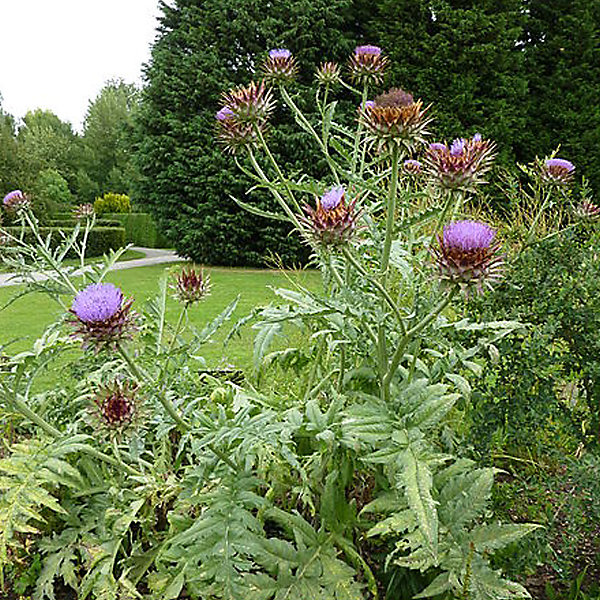 6 x Artichaut - Cynara scolymus- godet 9cm x 9cm