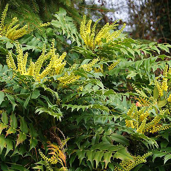 Mahonia media 'Charity' - 50-60 cm pot