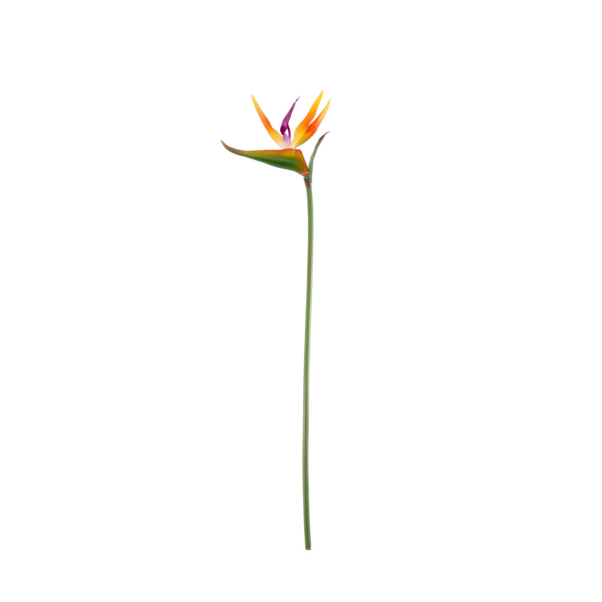 Small Bird of Paradise 65cm x 14cm