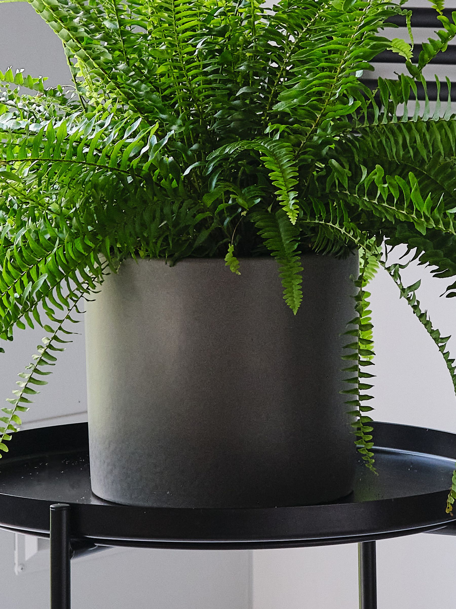 Beards & Daisies Graphite Boston Fern & Real Boston Fern Plant in Earthenware Pot