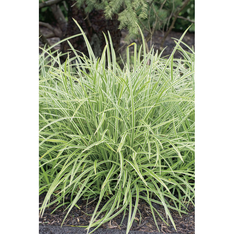Graminée mix persistant en pot Ø 19 cm