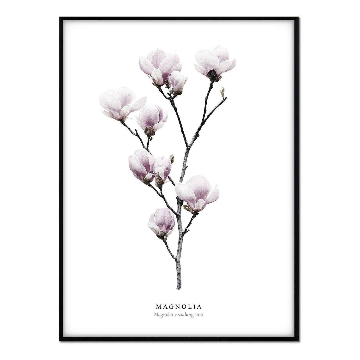 FLORES - Affiche avec cadre noir - Magnolia - 50x70