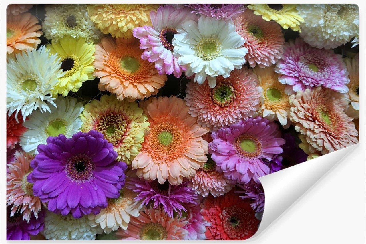 Fototapeta KOLOROWE Kwiaty Gerbery Wzór 3D 90x60cm