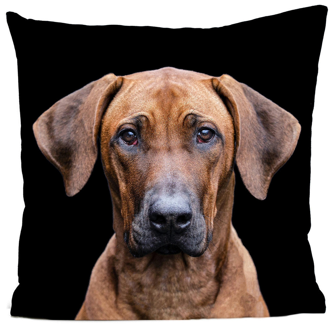 - Coussin chien suédine noir 40x40cm