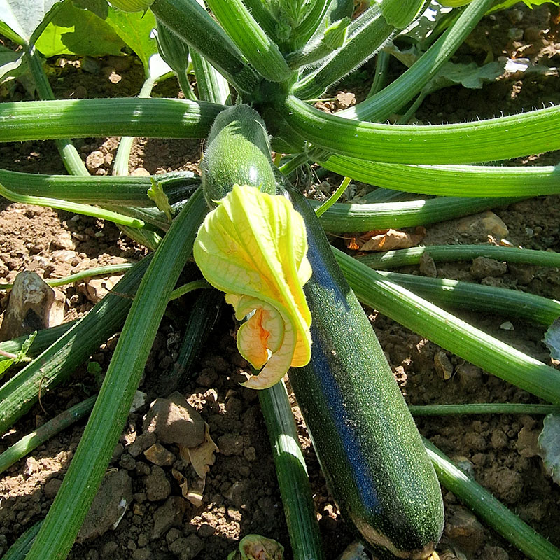 Squash 'Nefertiti'