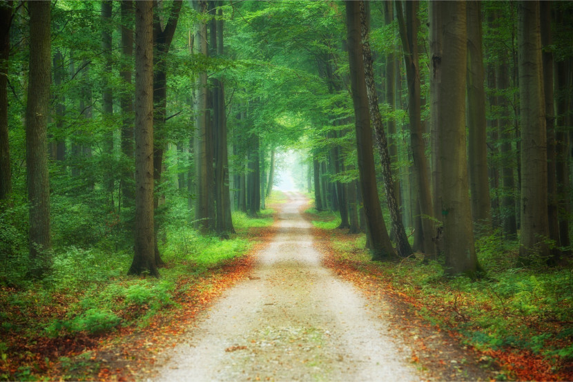 Fototapeta Leśna Dróżka Efekt 3D 90x60cm