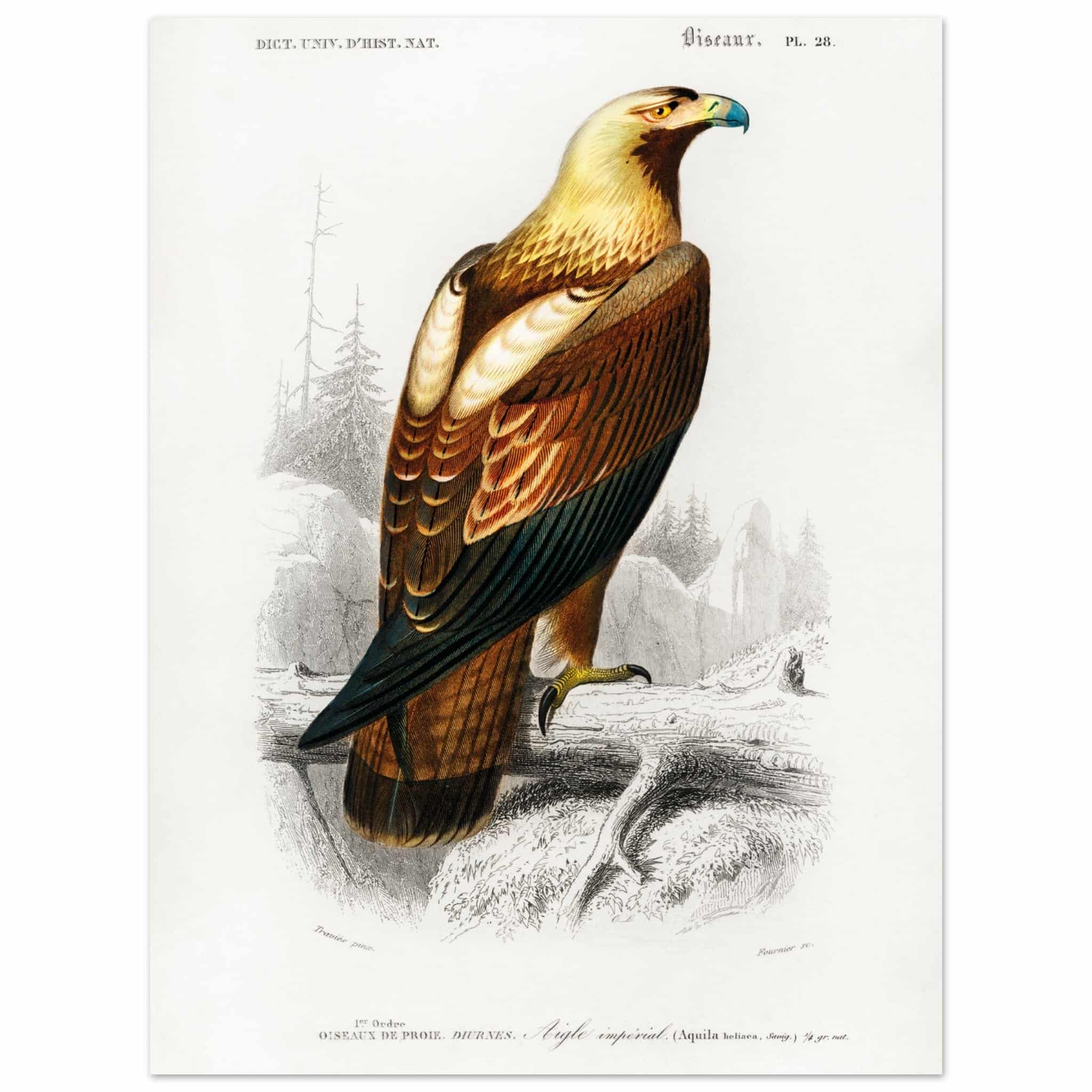 Artfulprints Poster Charles Dessalines d'Orbigny - Eastern imperial eagle (aquila heliaca)  - 30x40 cm - Bruin