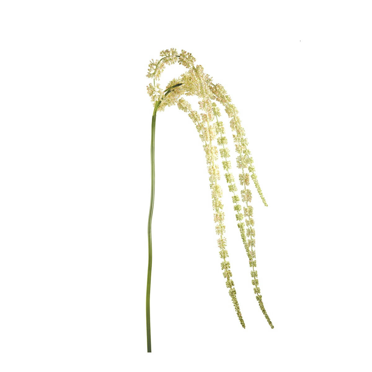 - Amarante tombante en dégradé