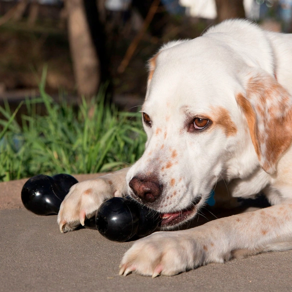 Hundespielzeug, mehrfarbig