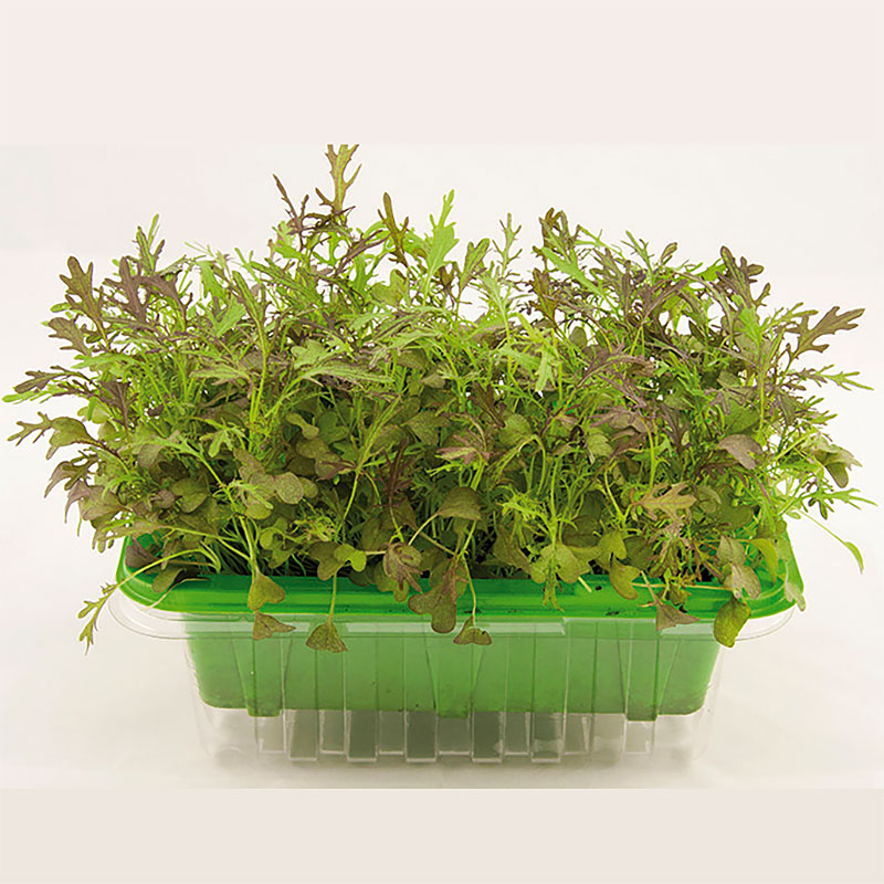 Micro leaf, Bladsarepta 'Red Frills'