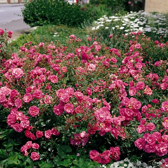 Bodendeckerrose Rosa hybride »Mirato«