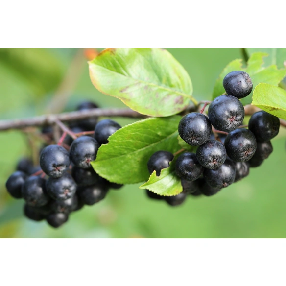Apfelbeere, Aronia melanocarpa »Autumn Magic«, essbare Wildfrucht, Fruchtgeschmack: sauer