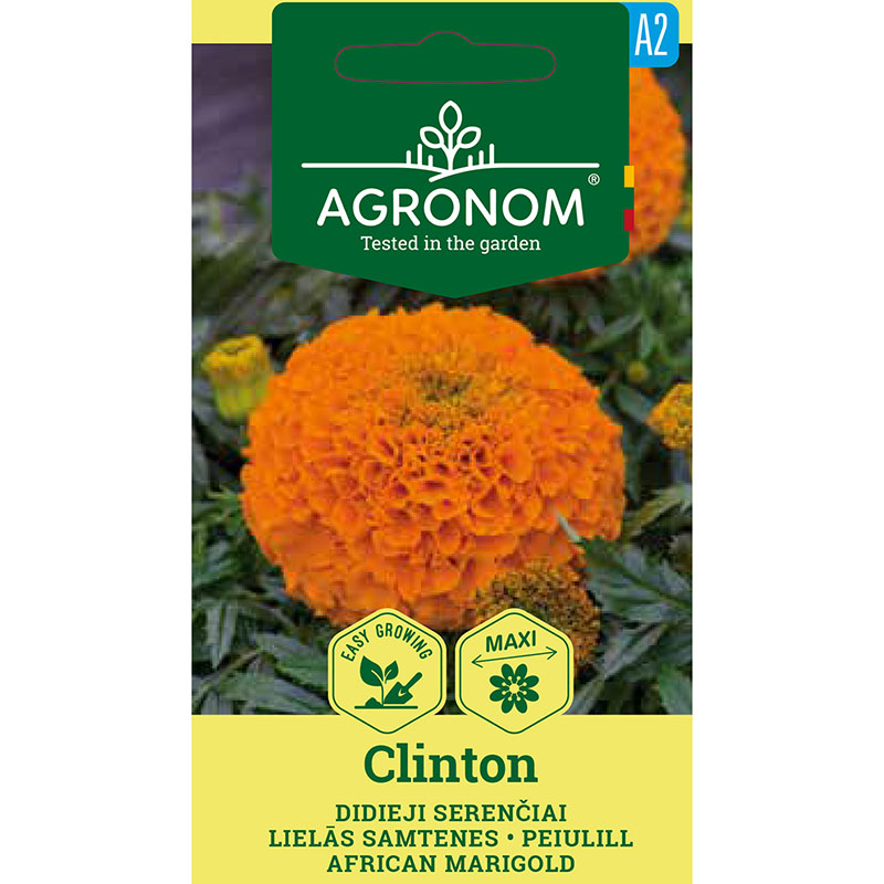 Stor tagetes 'Clinton'