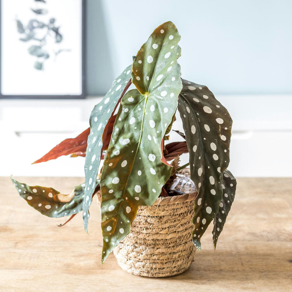 BÉGONIA MACULATA - Bégonia plante d'intérieur sans cache-pot