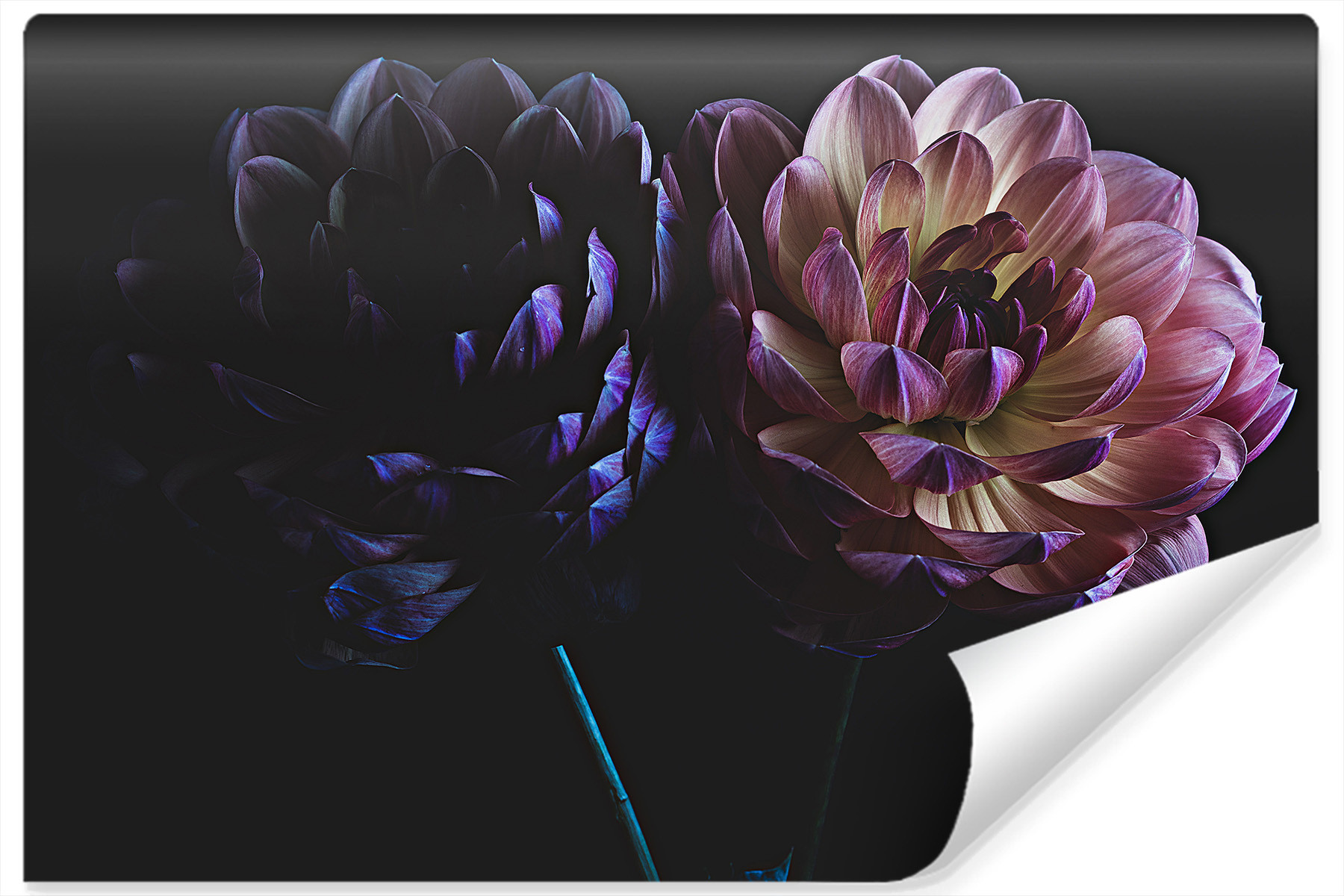 Fototapeta Natura Delikatne DALIE Kwiaty 90x60cm