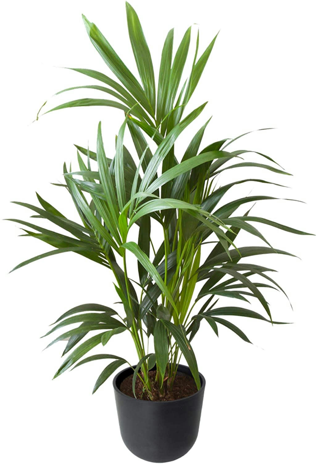 - Plante d'intérieur - Palmier Kentia de 90cm en pot noir