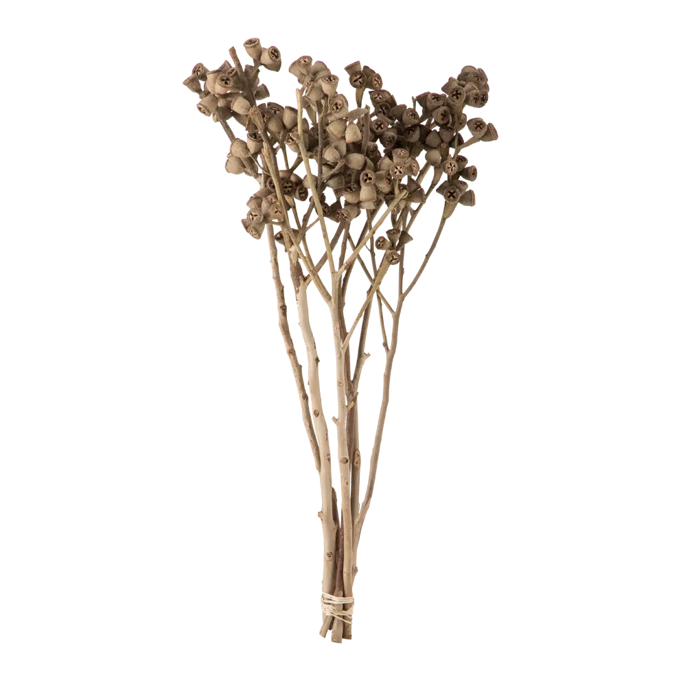 Echtpflanzen Dried-Grass