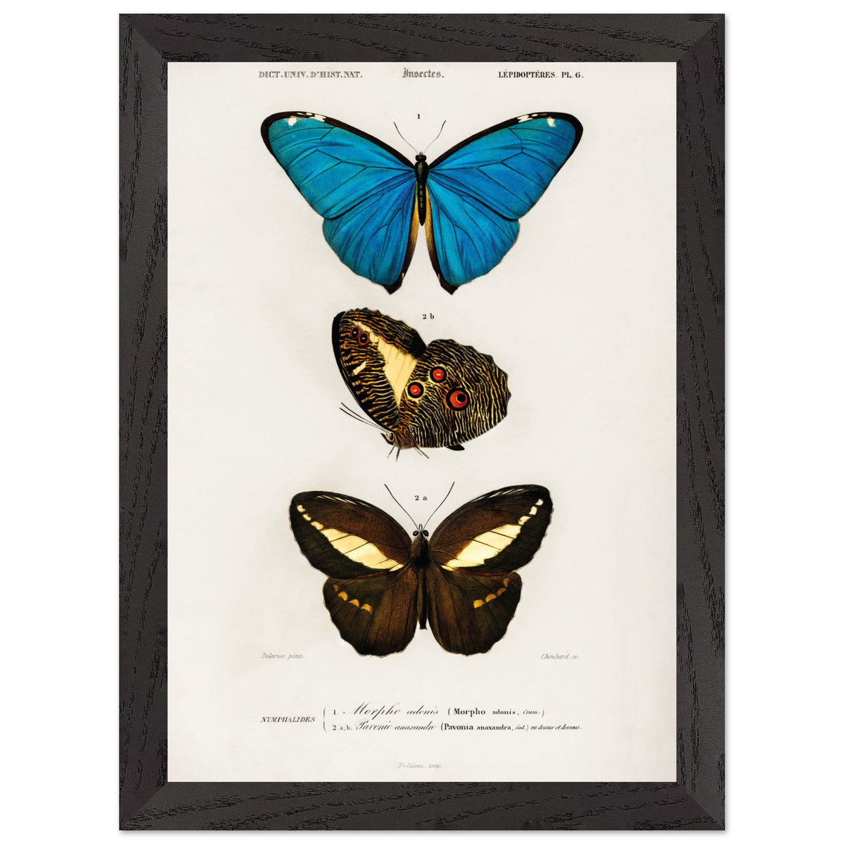 Artfulprints Poster met Lijst Charles Dessalines d'Orbigny - Different types of butterfly  - A4 21x29.7 cm - Meerkleurig