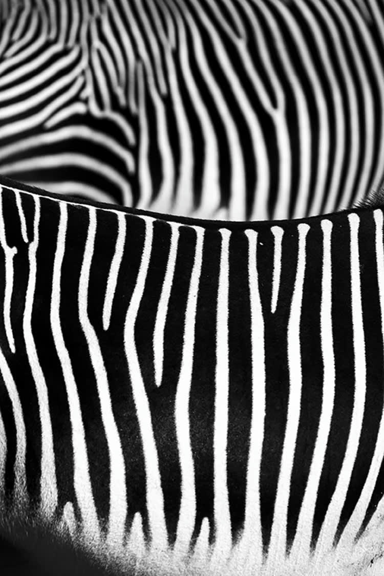COURBES ZÉBRÉES - Photographie d'art de Guillaume Mordacq 40x60 cm sur alu