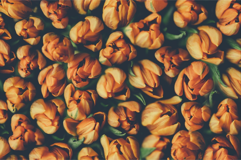 Fototapeta Pomarańczowe TULIPANY Kwiaty 3D 90x60cm