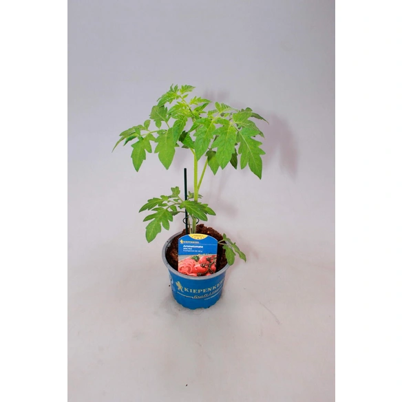 Tomatenpflanze, veredelt, im Topf Ø: 12 cm