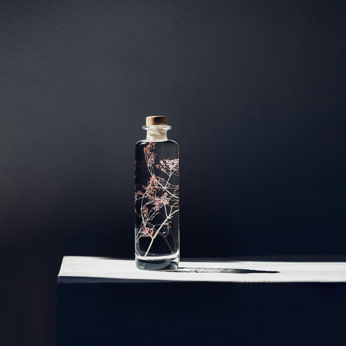 HERBARIUM DE THEOPHILE - Plante immergée Gypsophile rose