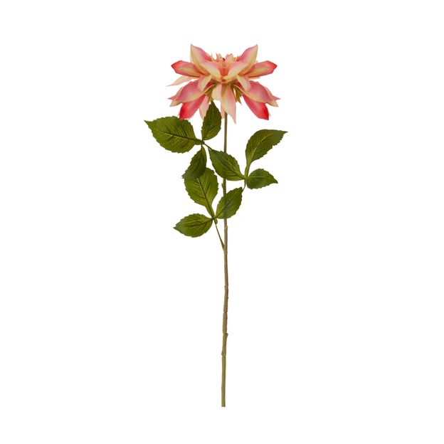 FLOR DAUDIN DÁLIA