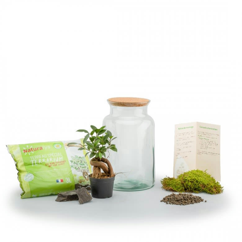 TERRA KIT - Kit terrarium plantes jungle ginseng
