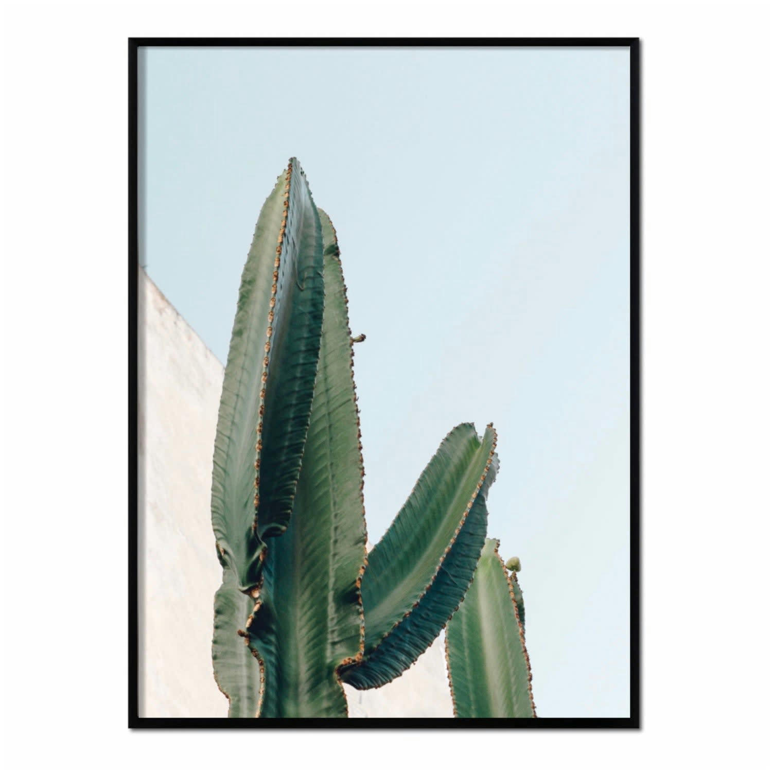 CACTUS - Affiche avec cadre noir - Couleur Cactus - 50x70