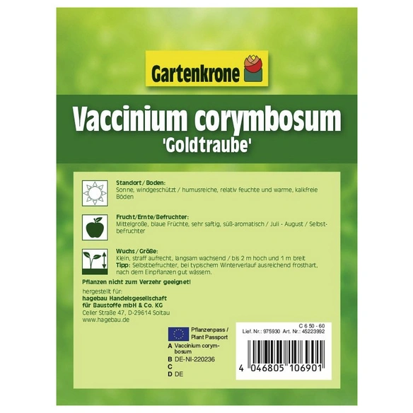 Garten-Heidelbeere, Vaccinium corymbosum »Goldtraube«, Frucht: blau, zum Verzehr geeignet