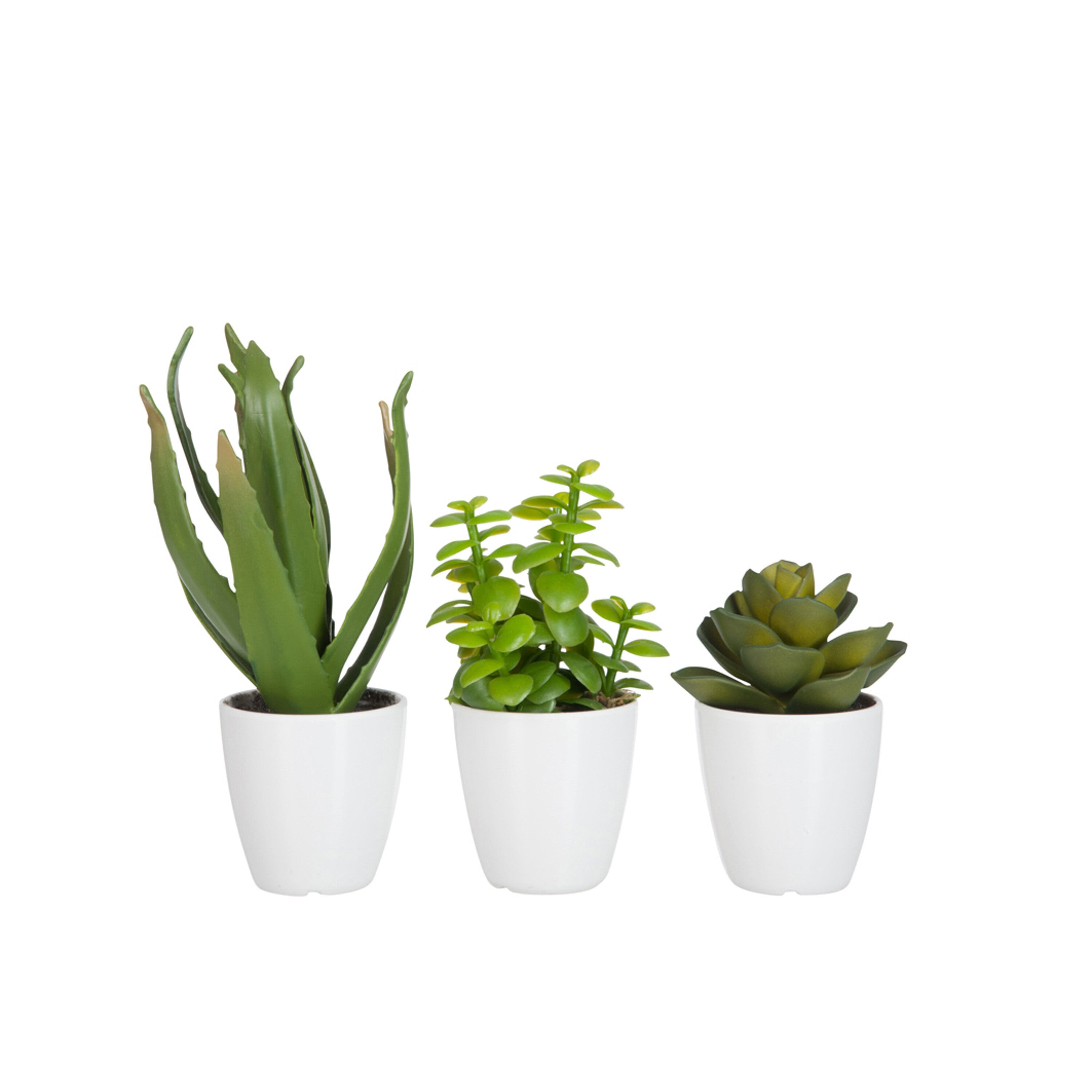 J-Line vetplant Aloe Vera Lotus + Pot - kunststof - groen me